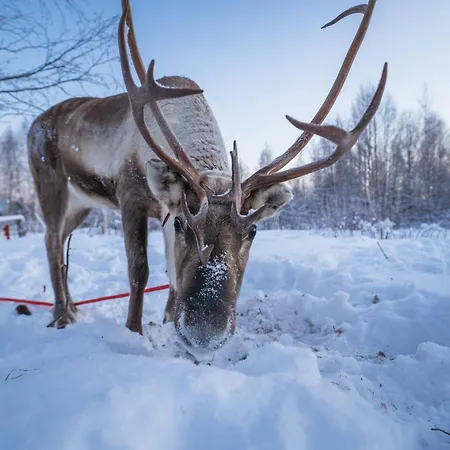 Отель Aurora Hill Resort, *