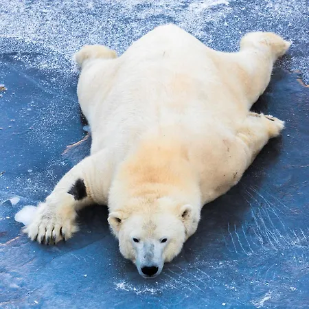 Aurora Hill Resort, Rovaniemi