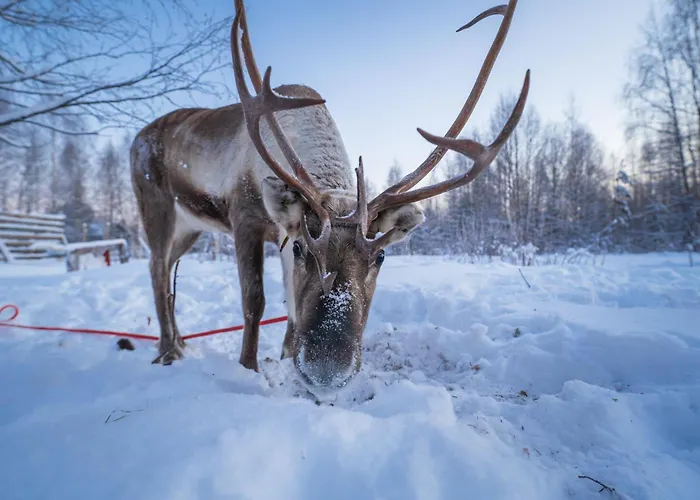 酒店 Aurora Hill Resort, *