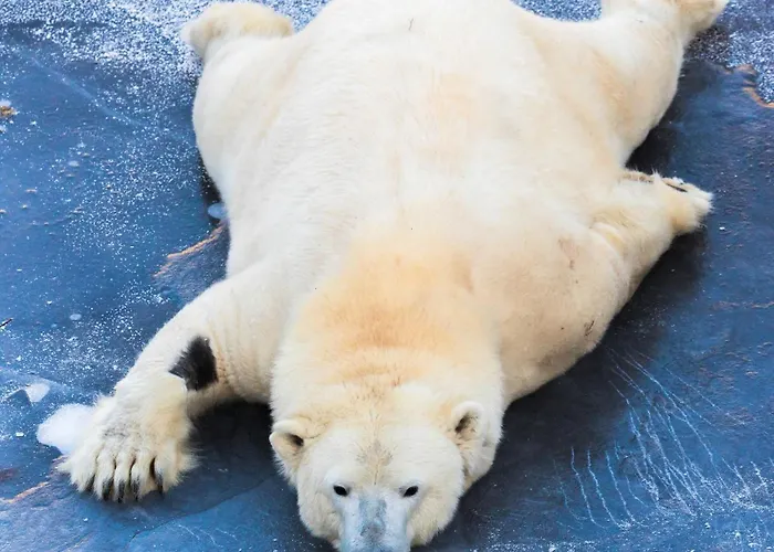 Aurora Hill Resort, 罗瓦涅米